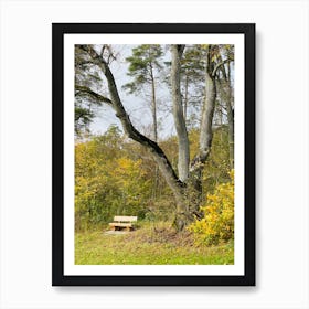 Bench In The Forest Art Print