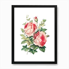 Roses 3 Art Print