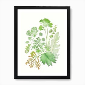 Parsley Spices And Herbs Pencil Illustration 1 Art Print