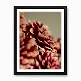 Burgandy red dahlias - winter or fall cozy flowers - stillife photography by Christa Stroo photography Art Print