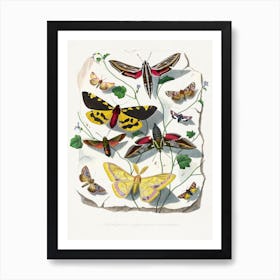 Moths and butterflies Art Print