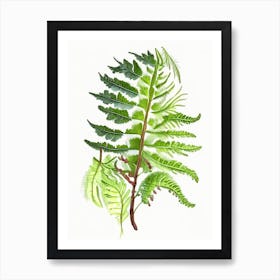 Northern Lady Fern Wildflower Watercolour 2 Art Print