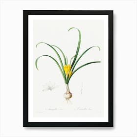 Amaryllis Lutes, Pierre Joseph Redoute Art Print