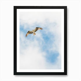 Osprey on the wind Art Print