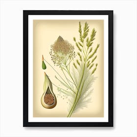 Fennel Seeds Spices And Herbs Retro Drawing 1 Art Print