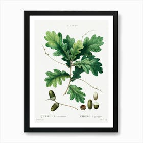 Quercus Racemosa, Pierre Joseph Redoute Art Print