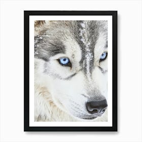 Husky Dog With Blue Eyes. Generated with AI. Art Print 1 Art Print