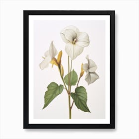 Pressed Wildflower Botanical Art Sessile Trillium Art Print