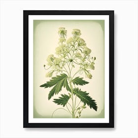 Meadowsweet Herb Vintage Botanical Art Print