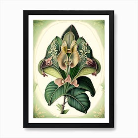 Orchid Leaf Vintage Botanical 3 Art Print