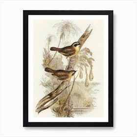 Two Birds Perched On A Branch by Elizabeth Gould 1 Art Print