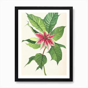 Poinsettia Vintage Botanical 2 Flower Art Print