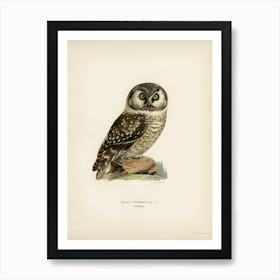 Boreal Owl, Tengmalm S Owl (Aegolius Funereus), The Von Wright Brothers Art Print