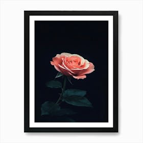 Pink Rose On Black Background 39 Art Print