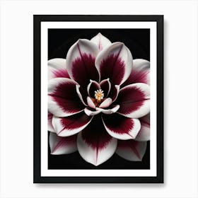 Dahlia Art Print