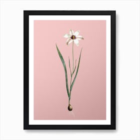 Vintage Lady Tulip Botanical on Soft Pink n.0267 Art Print