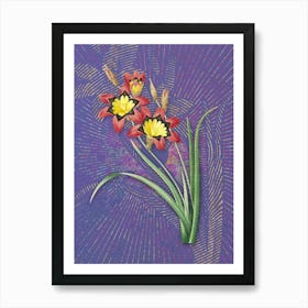 Vintage Ixia Tricolore Botanical Illustration on Veri Peri n.0338 Art Print