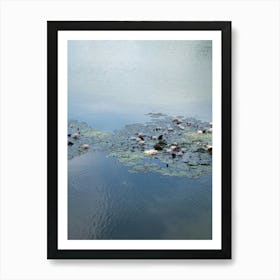 Water lilies and pale blue reflection 2 Art Print