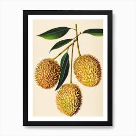 Durian 1 Watercolour Fruit Painting Fruit Art Print