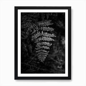 Silver Fern Art Print