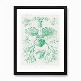 Filicinae–Laubfarne, Ernst Haeckel Art Print