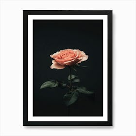 Pink Rose On Black Background 21 Art Print