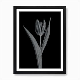 Tulip in black and white Art Print