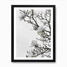 White Magnolia Happiness Art Print