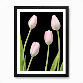 Pink Tulips On Black Background Art Print