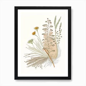 Caraway Spices And Herbs Pencil Illustration 2 Art Print