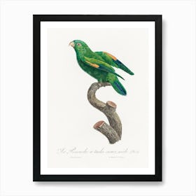 The Marigold Lorikeet, Male From Natural History Of Parrots, Francois Levaillant Art Print