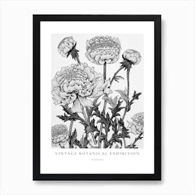 Scabiosa B&W Vintage Botanical Poster Art Print