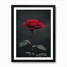 Single Red Rose On Dark Background Art Print