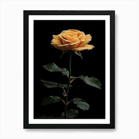 Single Yellow Rose Isolated On Black Background Art Print