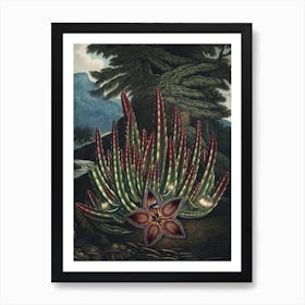 Vintage Thornton 2 Maggot Stapelia Art Print