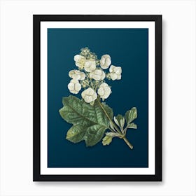 Vintage Oakleaf Hydrangea Botanical Art on Teal Blue n.0241 Art Print