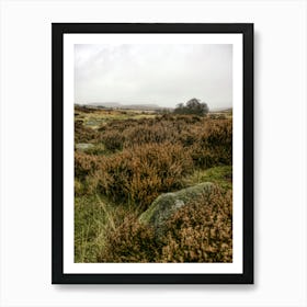 Orange Heather Peak District (2009) Art Print