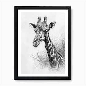 Giraffe In The Grass Pencil Drawing 12 Art Print