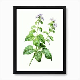 Catnip Vintage Botanical Herbs 1 Art Print