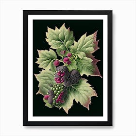 Blackberry Blossom Wildflower Vintage Botanical 1 Art Print