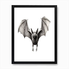 Serotine Bat Vintage Illustration 4 Art Print