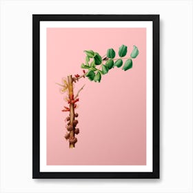 Vintage Carob Flower Botanical on Soft Pink n.0878 Art Print