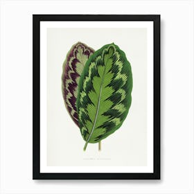 Vintage Botanical Art Print _2643226 Art Print