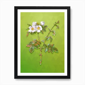 Vintage White Flowered Rose Botanical Art on Love Bird Green n.1012 Art Print