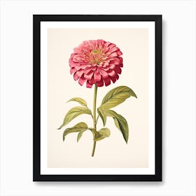 Zinnias Flower Vintage Botanical 2 Art Print