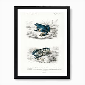 Shrinking Frog And Black Spotted Casque Headed Tree, Charles Dessalines D' Orbigny Art Print