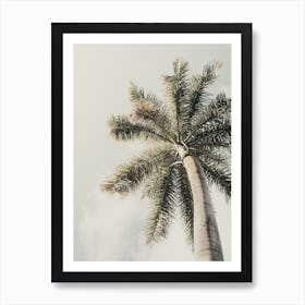 Mexico Palms Art Print