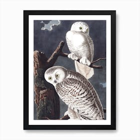 Snowy Owl Art Print