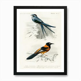 Different Types Of Birds, Charles Dessalines D'Orbigny 24 Art Print