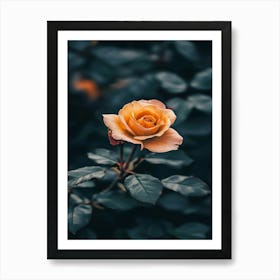 Yellow Rose Art Print